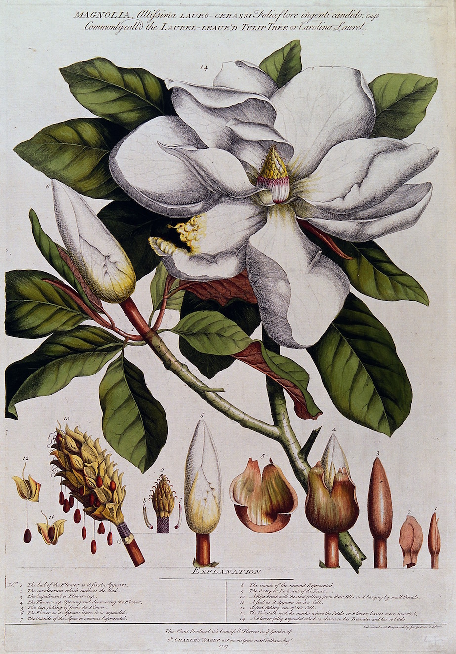 magnolia disegnare la natura