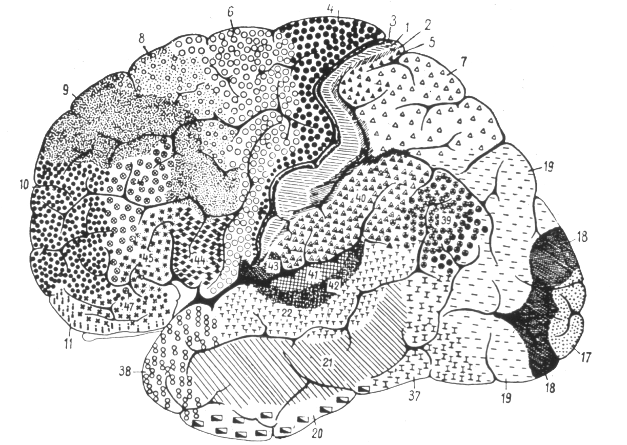 mappa del cervello brodmann