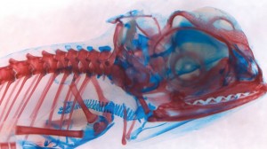 scheletro di camaleonte