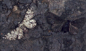 biston betularia