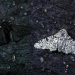 falena bianca nera