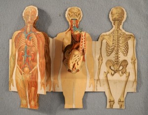 iconografia anatomica