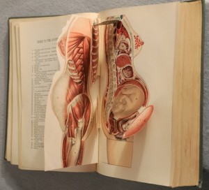 iconografia anatomica