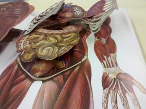 iconografia anatomica