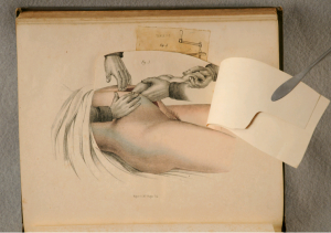 iconografia anatomica