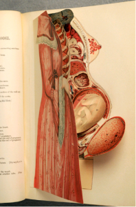 iconografia anatomica