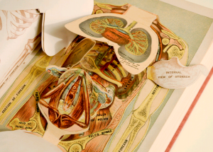 iconografia anatomica