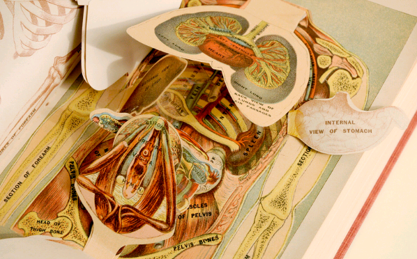 iconografia anatomica