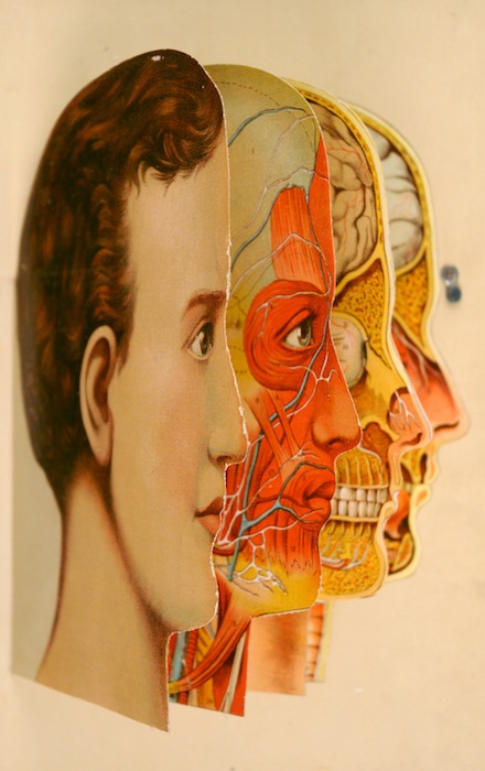 iconografia anatomica