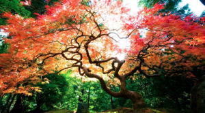 coloredtree evalosapeva