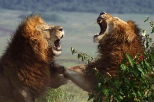 lions fighting
