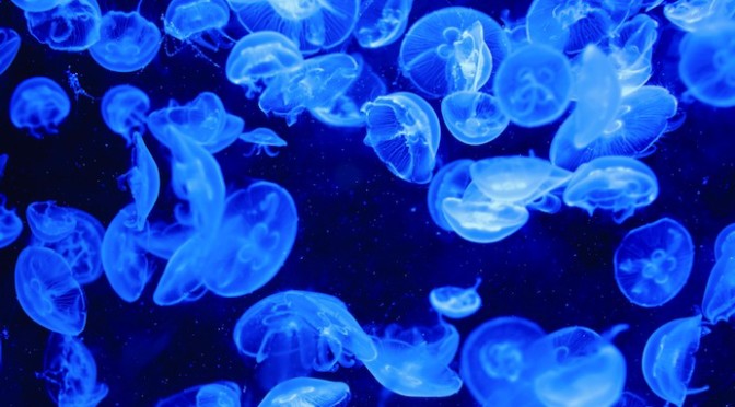 jellyfish