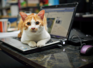cos'è la vita - gatto al computer