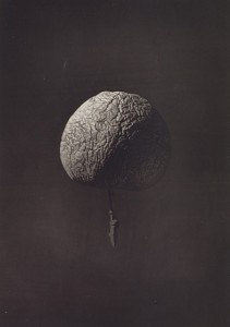 Wrinkled apple Nasmyth | fotografare la luna