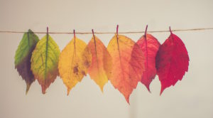 colore delle foglie