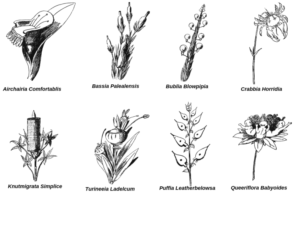 illustrazione scientifica lear