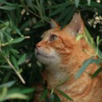genetica dei gatti - arancione