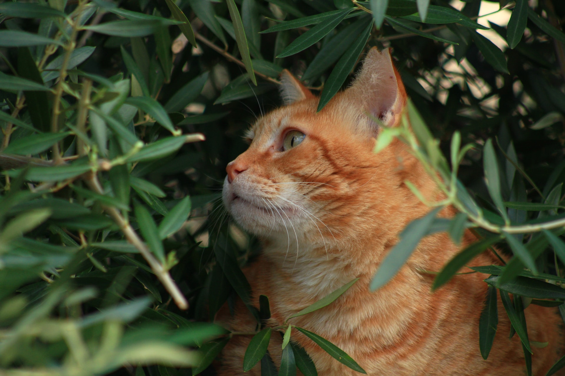 genetica dei gatti - arancione